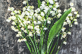  muguet plante toxique pour le chat